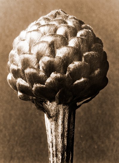Cynara cardunculus 1929 by Karl Blossfeldt